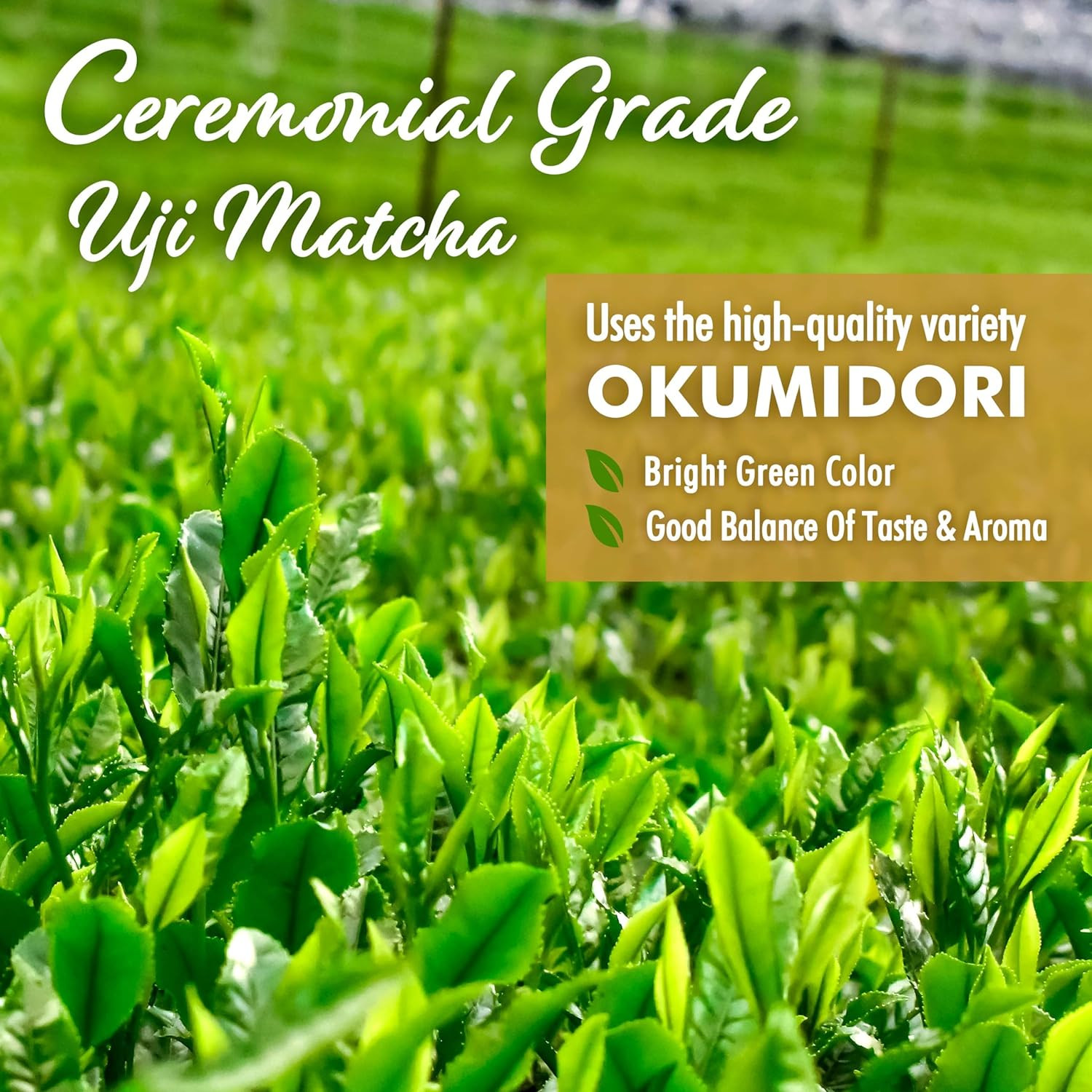 Japanese Oat Milk Matcha Latte, Uji Matcha Ceremonial Grade with 100gX2【YAMASAN】