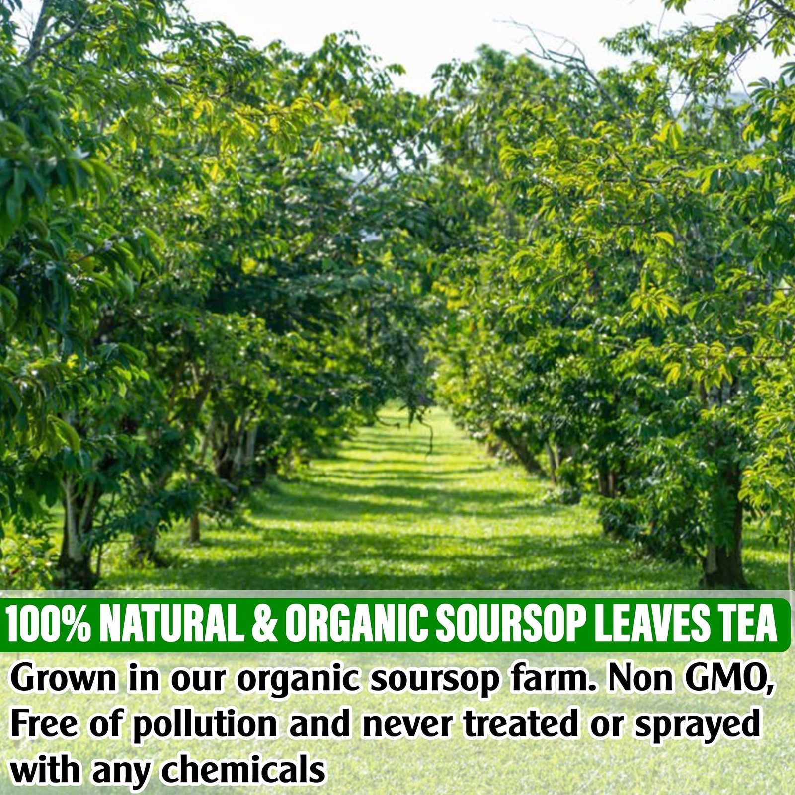 KEYXE – USDA Organic Soursop Graviola Leaves Tea 75 Bags. Non-GMO 75 Bags