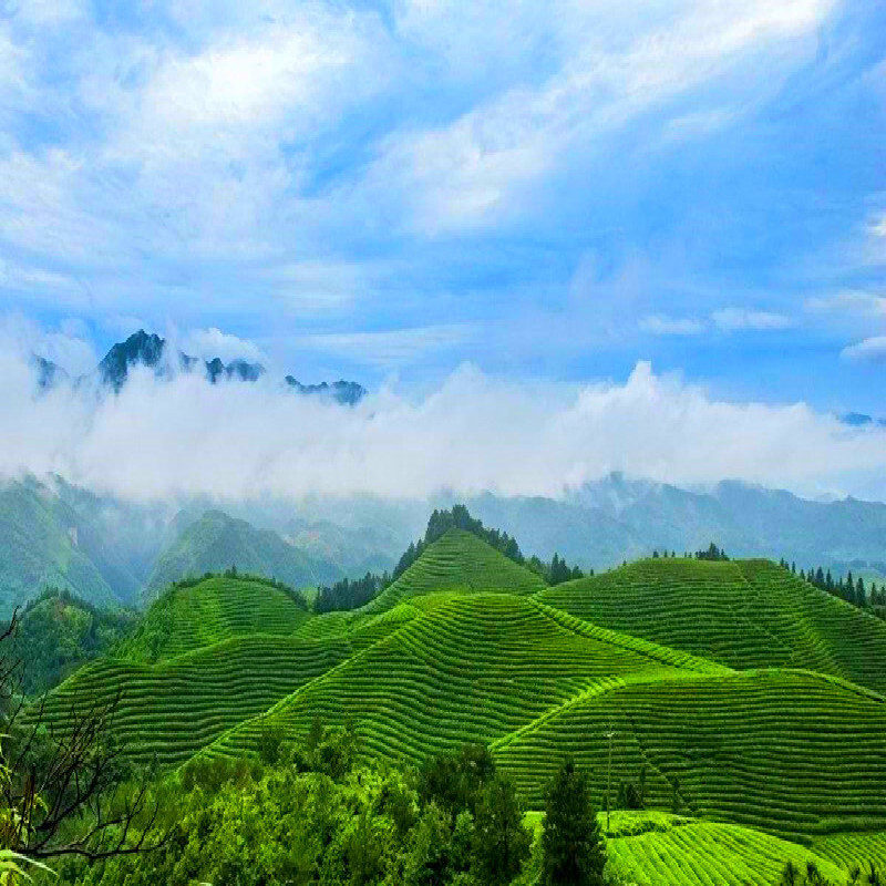 HelloYoung Yunnan Old Tree Black Tea 357g Ancient Dianhong Cake Collection Gift