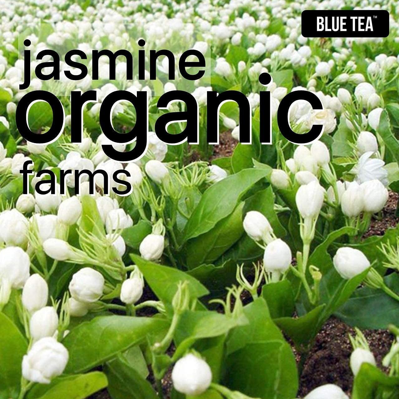 BLUE TEA – Jasmine Flower Herbal Tea, 1 Oz 30 Cups, 100% Natural | FREESHIP