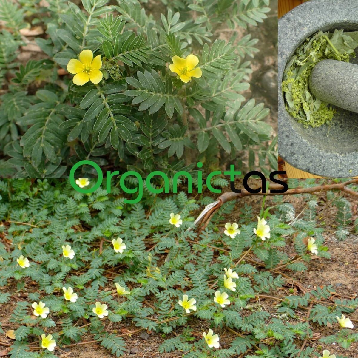 Organic TRIBULUS TERRESTRIS Tea – Best Premium Quality Tribulus Herbal tea 200 g