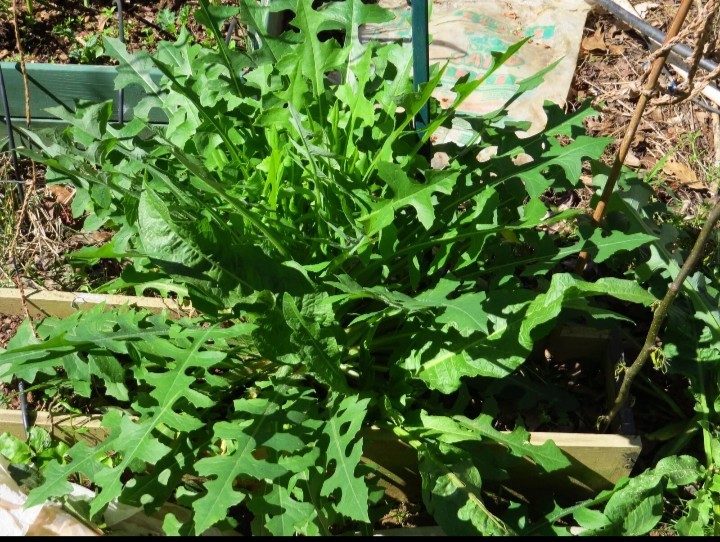 1 Cup Dried Wild Lettuce Whole Plant(Lactuca Virosa)For Tea or Tincture.US grown