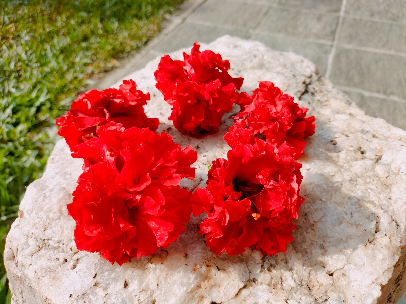 Greek Organic Hibiscus Dried Flowers Pcs Hibiscus Sabdariffa 25 Pcs Flowers New