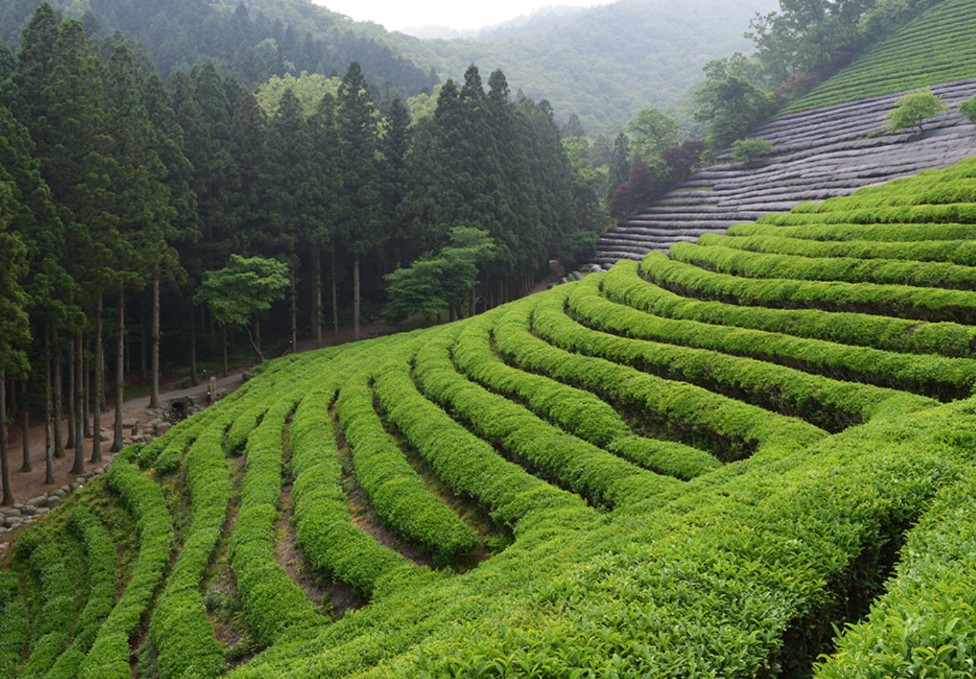 Yamashiro Premium Tea by tea master Shigeyuki Tsuji – Gyokuroiri Ryokucha 0.7oz