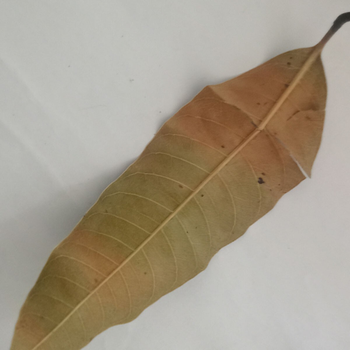 Organic Dried Mangifera Indica (Mango) Leaves – Premium Herbs / tea/ medicine
