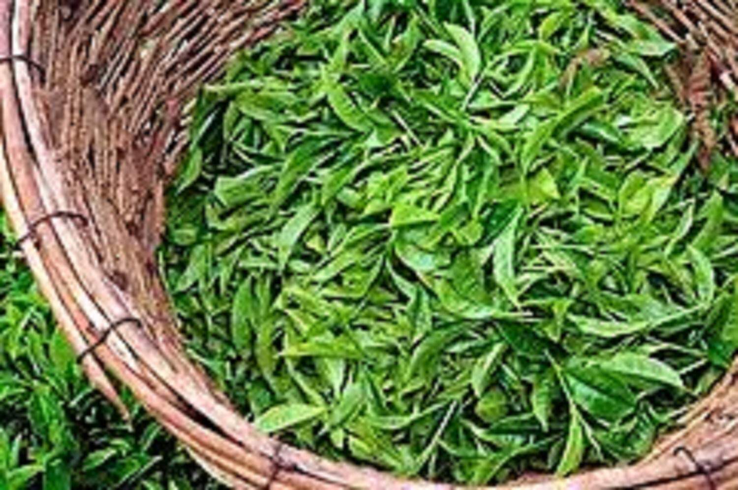 Pure Ceylon Finest Green Tea Gun Powder Natural Beverage, Free Shipping