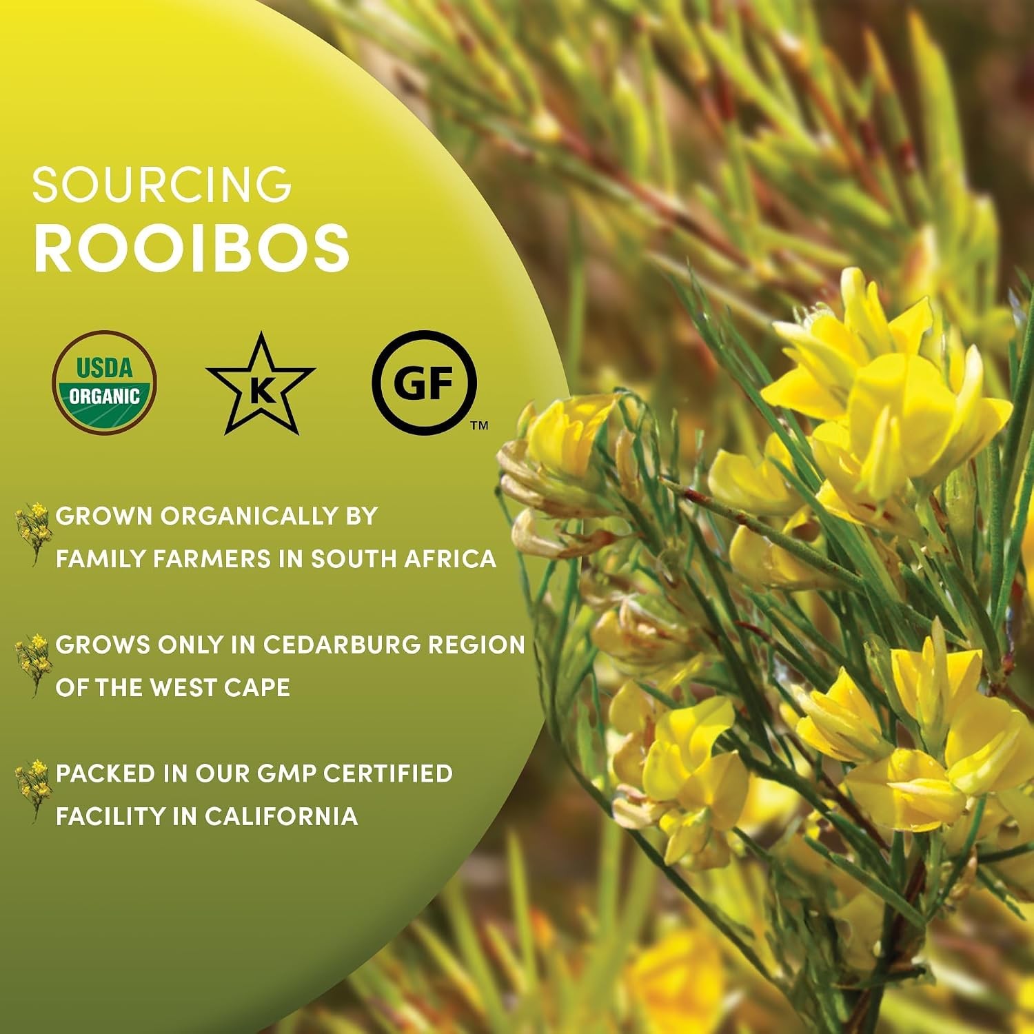 Worldwide Botanicals Organic Red Rooibos Tea – 1lb – 100% South African Aspalath