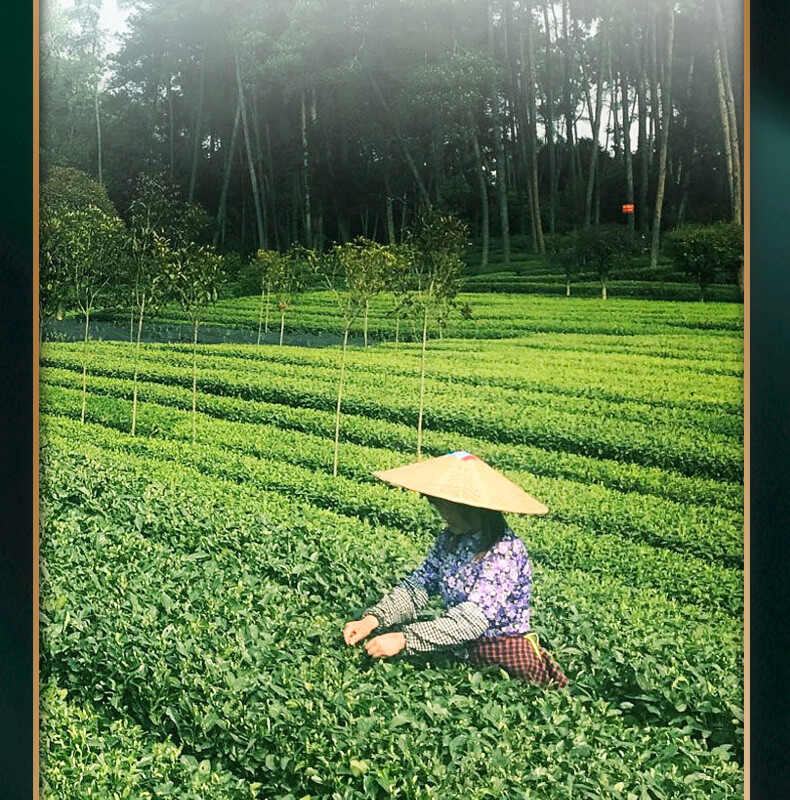 Dian Hong BLACK TEA NO.1 * CHINA TEA Yunnan Dianhong Black Tea 300g COFCO
