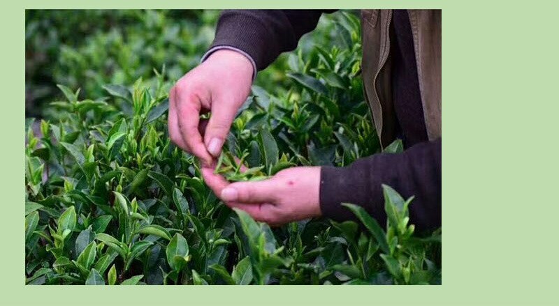 Premium AnHui Keemun Tea 250g Qimen Qi Men Kung-Fu Loose Chinese Black Tea