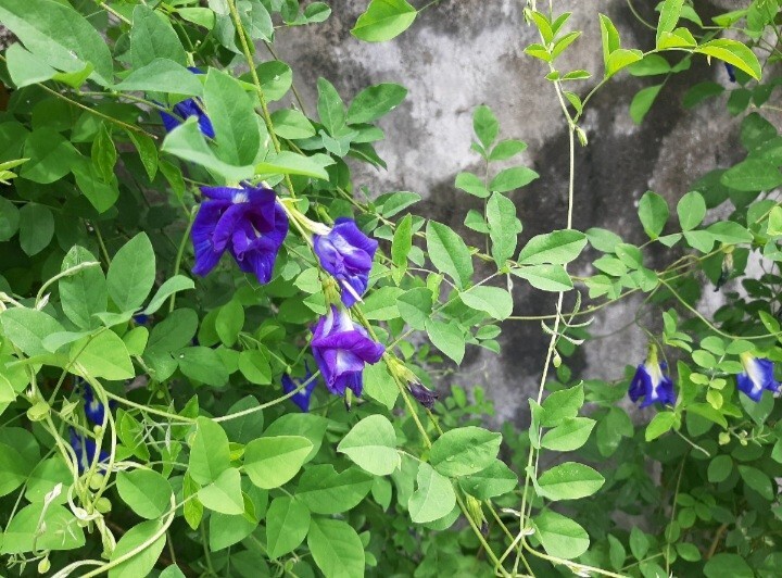 Dried with air Pea Butterfly Katarolu Tea Nil Blue Flowers Organic Drink Natural