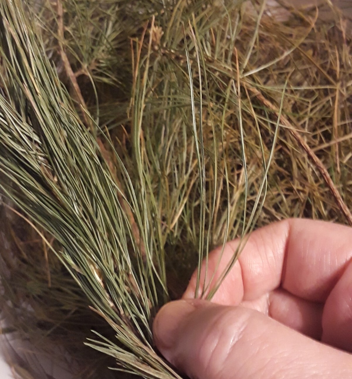 10 Pc LOT:BUY 3 GET 1 FREE Organic EASTERN WHITE Pine Needle Tea Bags Fresh Tree