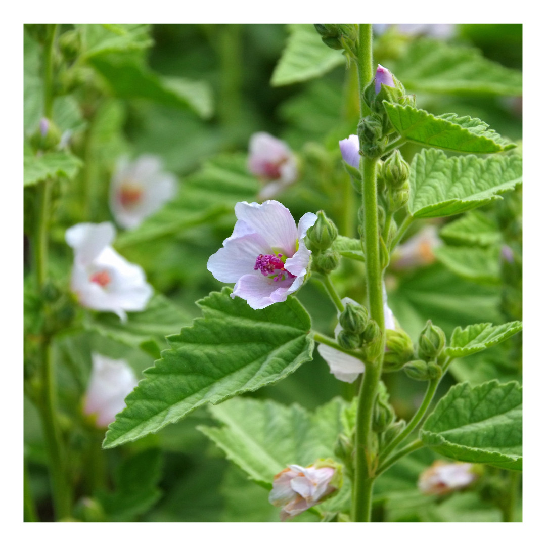 Marshmallow Root 100% Pure Organic Dried Cut and Sifted (Althaea Officinalis)