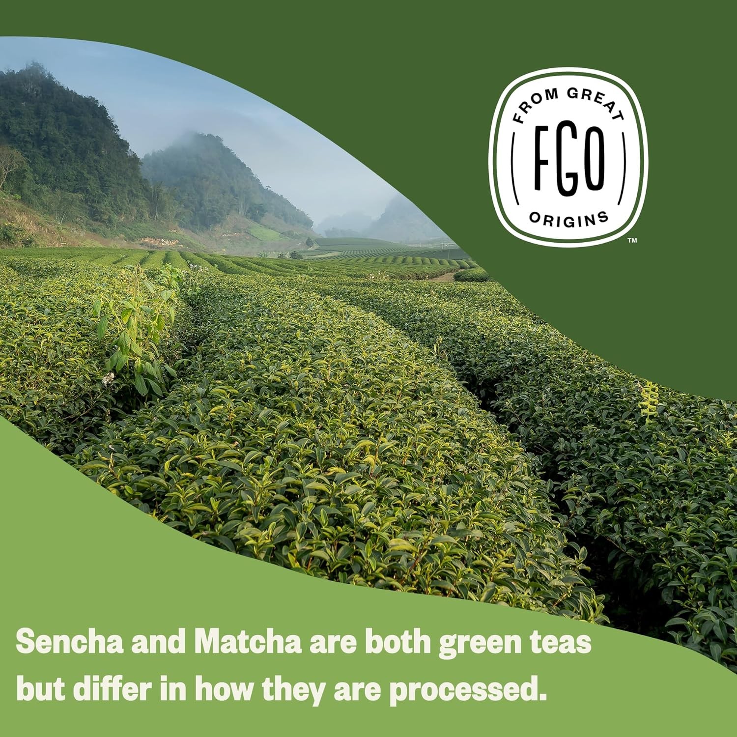 FGO Organic Japanese Matcha + Green Tea, 100 Count, Eco-Conscious Tea Bags, Rese