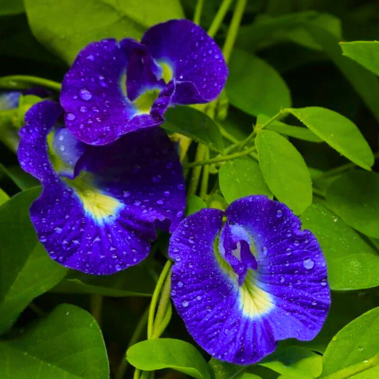 Blue Butterfly Pea Flower Powder | Pure Natural Organic | Food Grade Herbal Tea