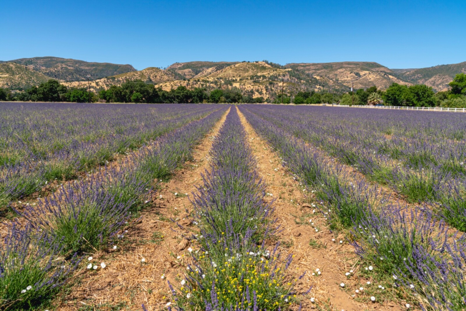 Certified Organic Culinary Herbal Tea Lavender Flower Buds, Proudly grown in CA