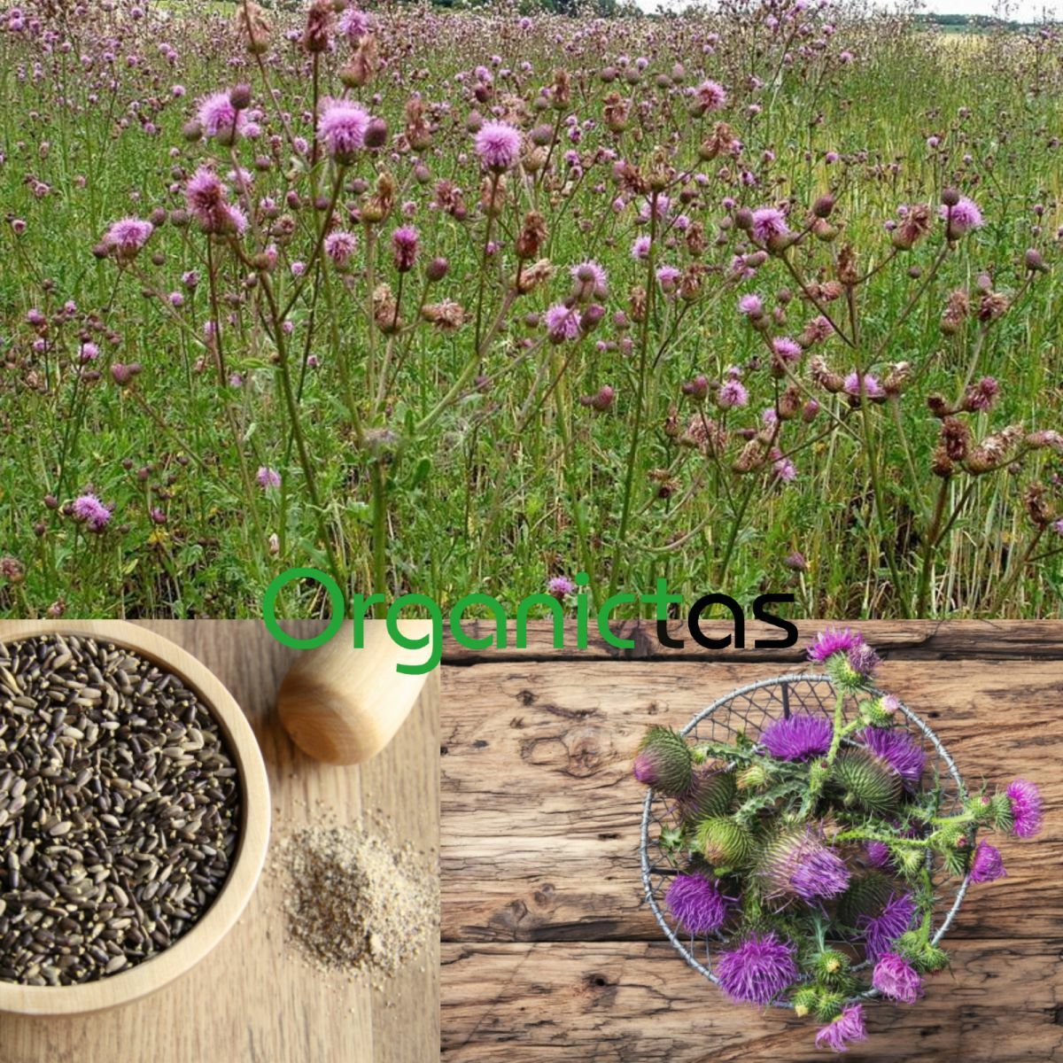 Milk Thistle Seed Powder for Tea Making or Culinary Use Organic Premium Quality