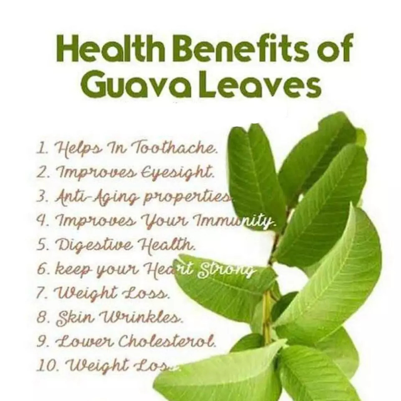 100% Organic Guava Leaves Powder – Premium Natural Ceylon Guava Leaf Hair loss