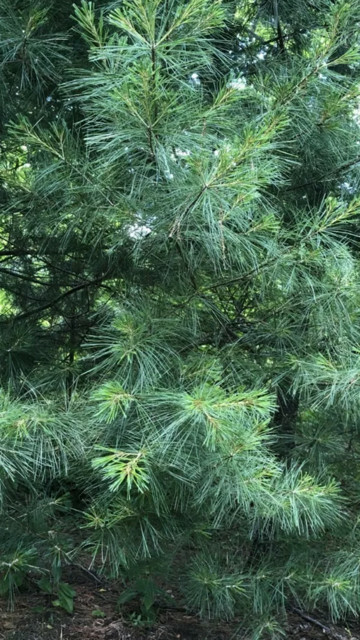 white pine needle tea 1/2 pound fresh harvest