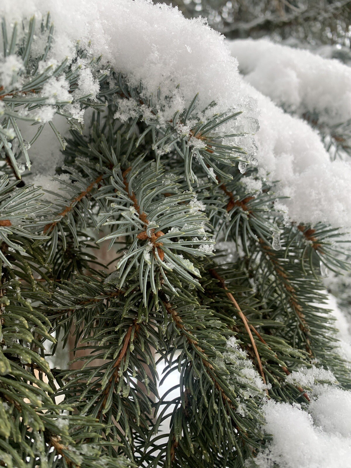 Pine Needle Tea BLUE SPRUCE 4oz Healing Herbal Tea