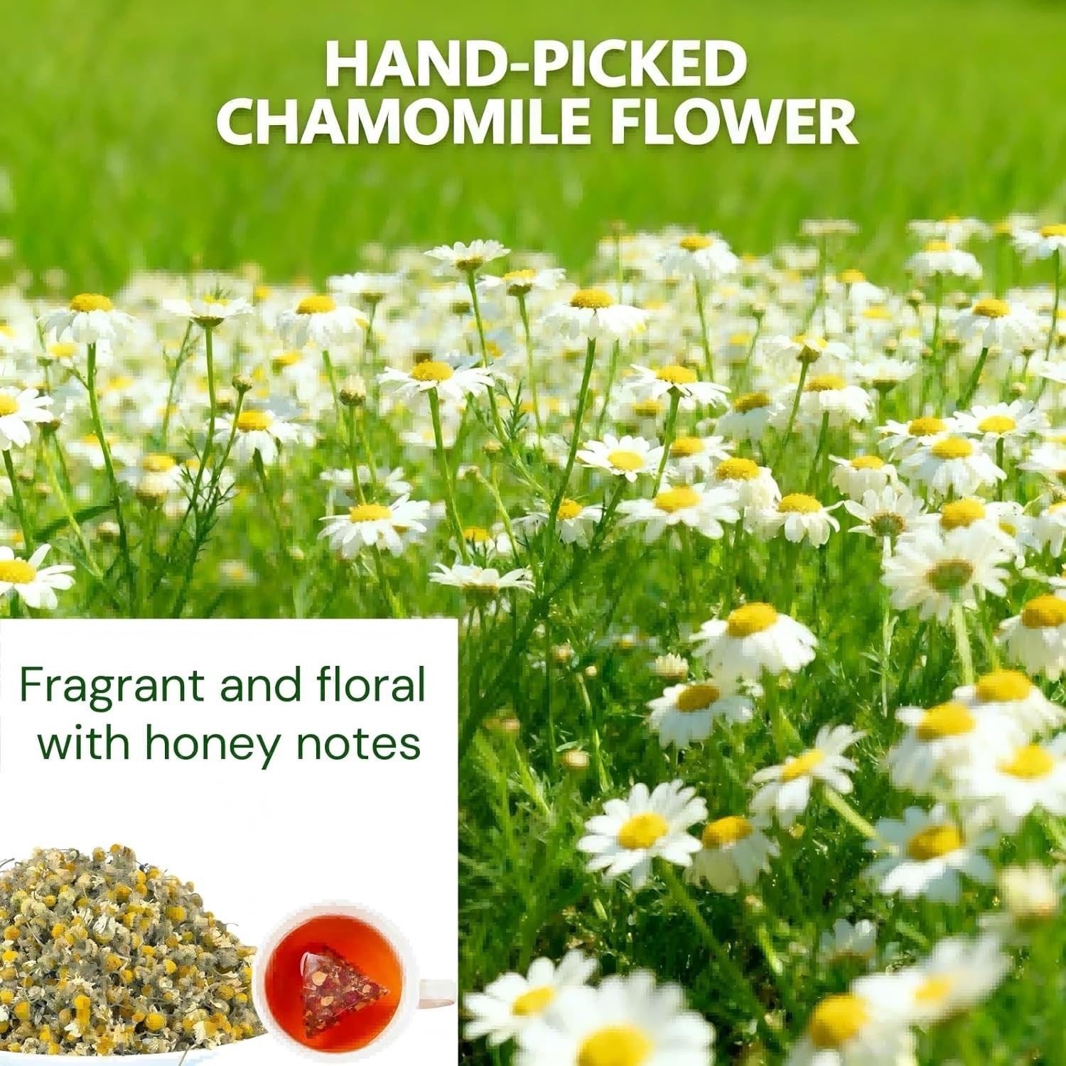 Chamomile Goji Berry Jujube Date Sleepy Time Tea, 5g x 20 Teabags Caffeine-Free