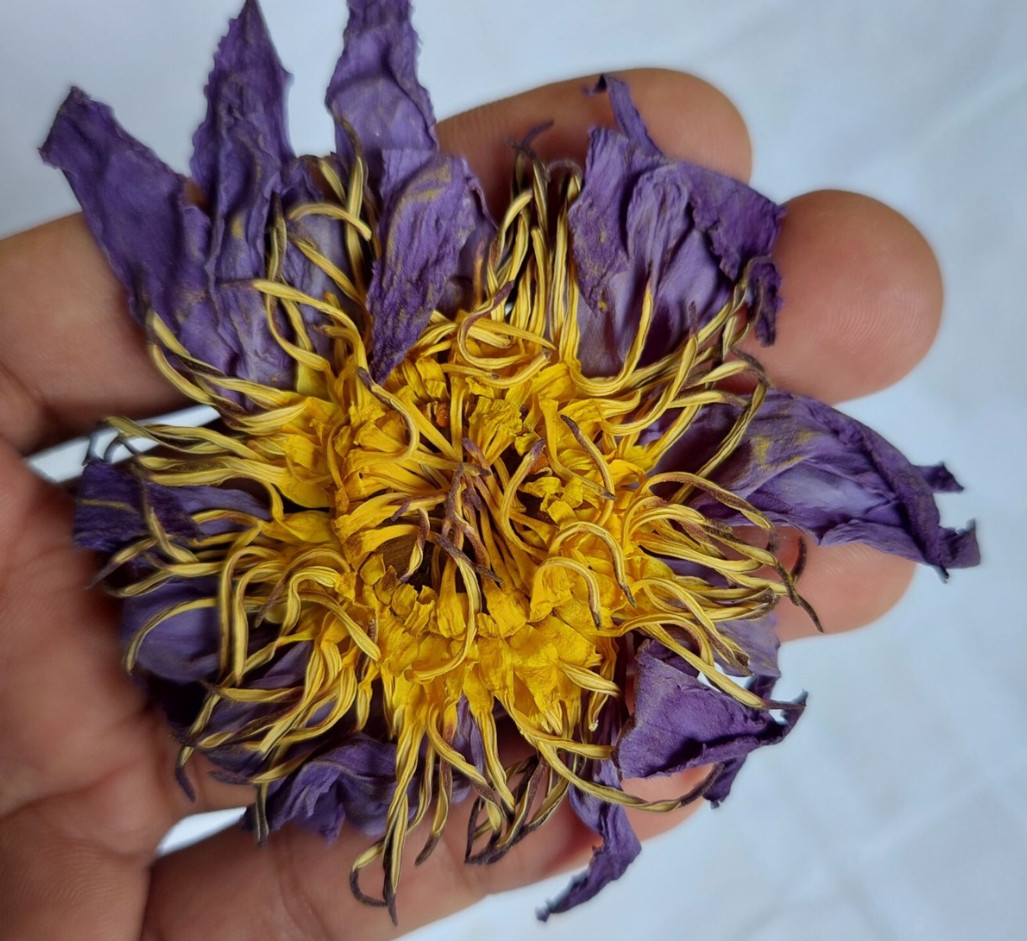 Blue Lotus (Nymphaea Caerulea) herbal tea – Bulk
