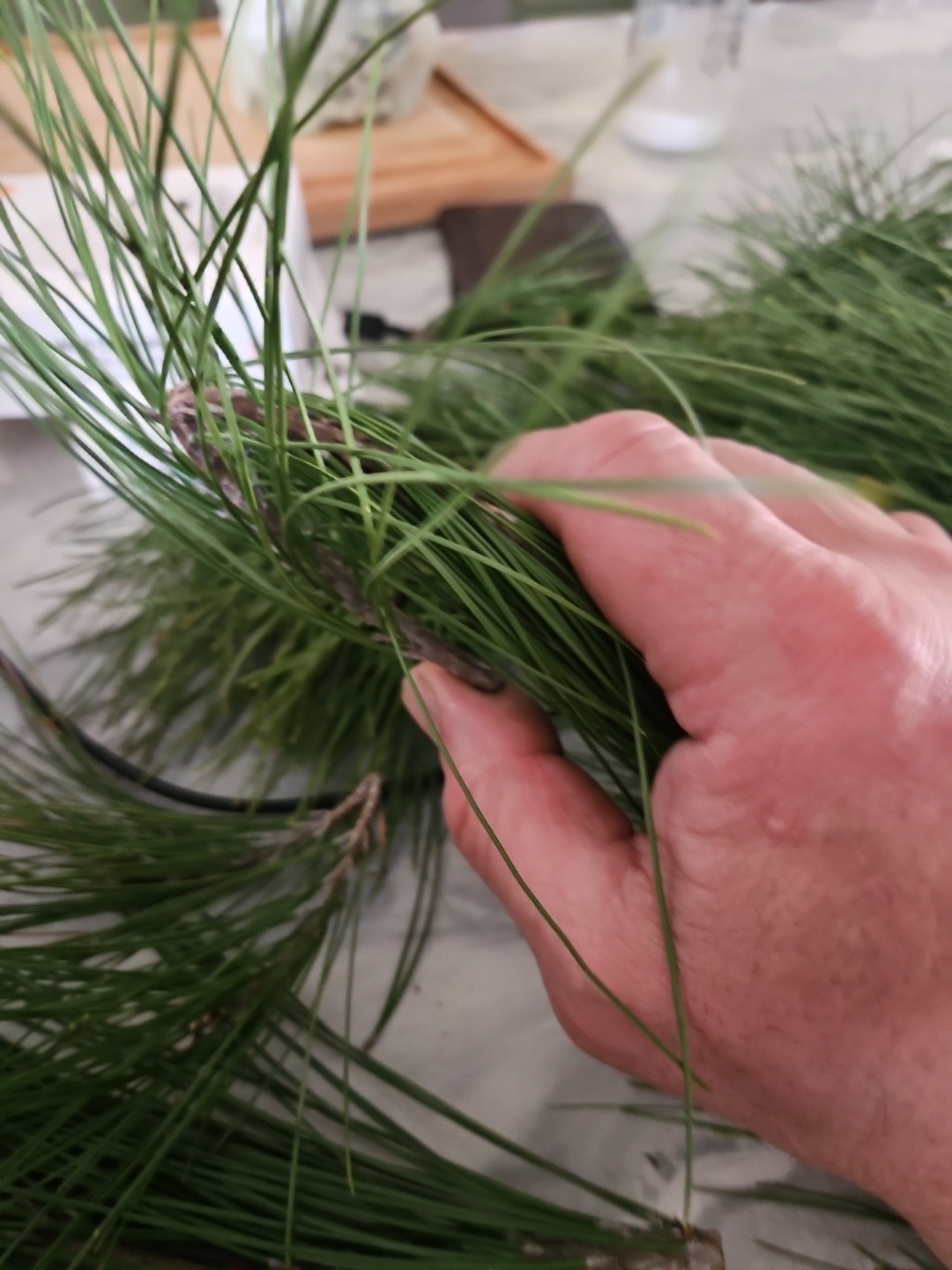 Western White Pine Fresh Tips Picked For Uktimate Freshness 1.5 Lbs