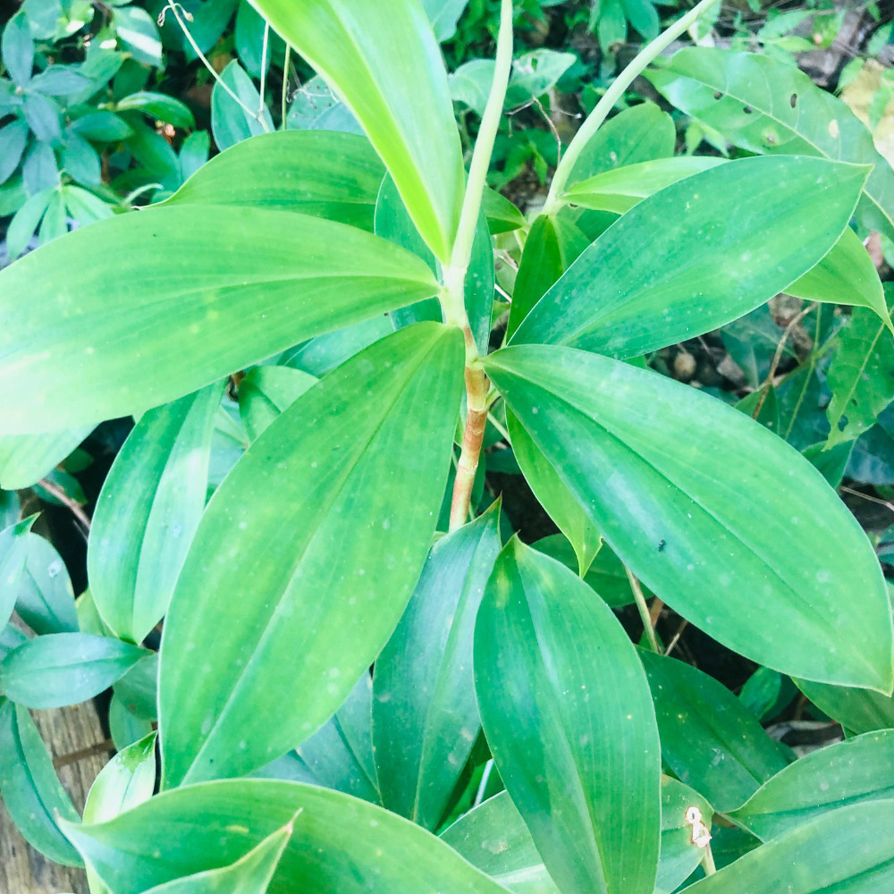 Organic Insulin Plant Leaf Tea Bags Herbal Drinks Costus Igneus leaves Powder