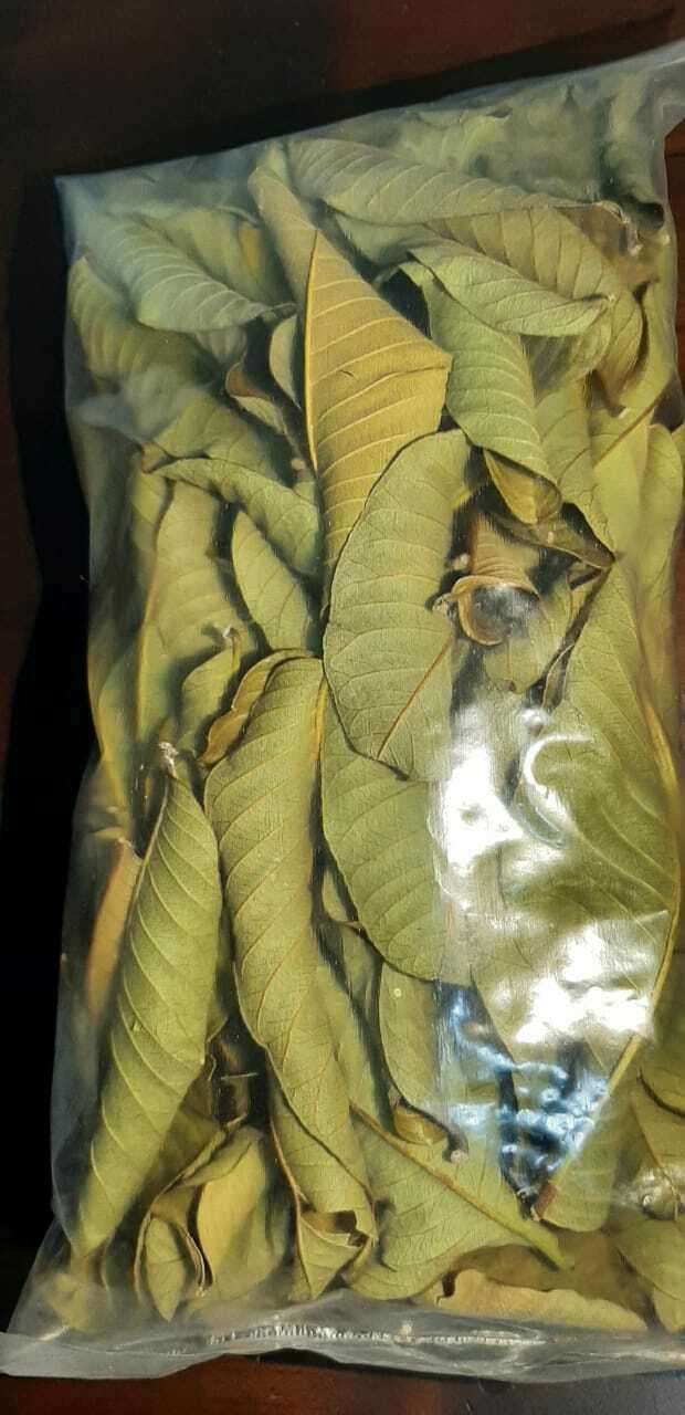 CEYLON DRIED GUAVA LEAVES GARDEN STOP HAIR LOSS TREATMENT FRESH GREEN DRY GUYABA