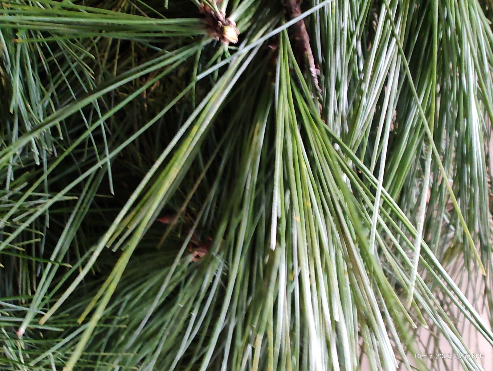 Eastern White Pine Needles Organic Wild Suramin Immune Home Brew 3 oz plus bag