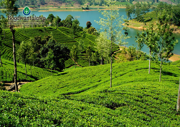 Bogawantalawa legend premium BOPF pure Ceylon black tea 400g (14.10oz)