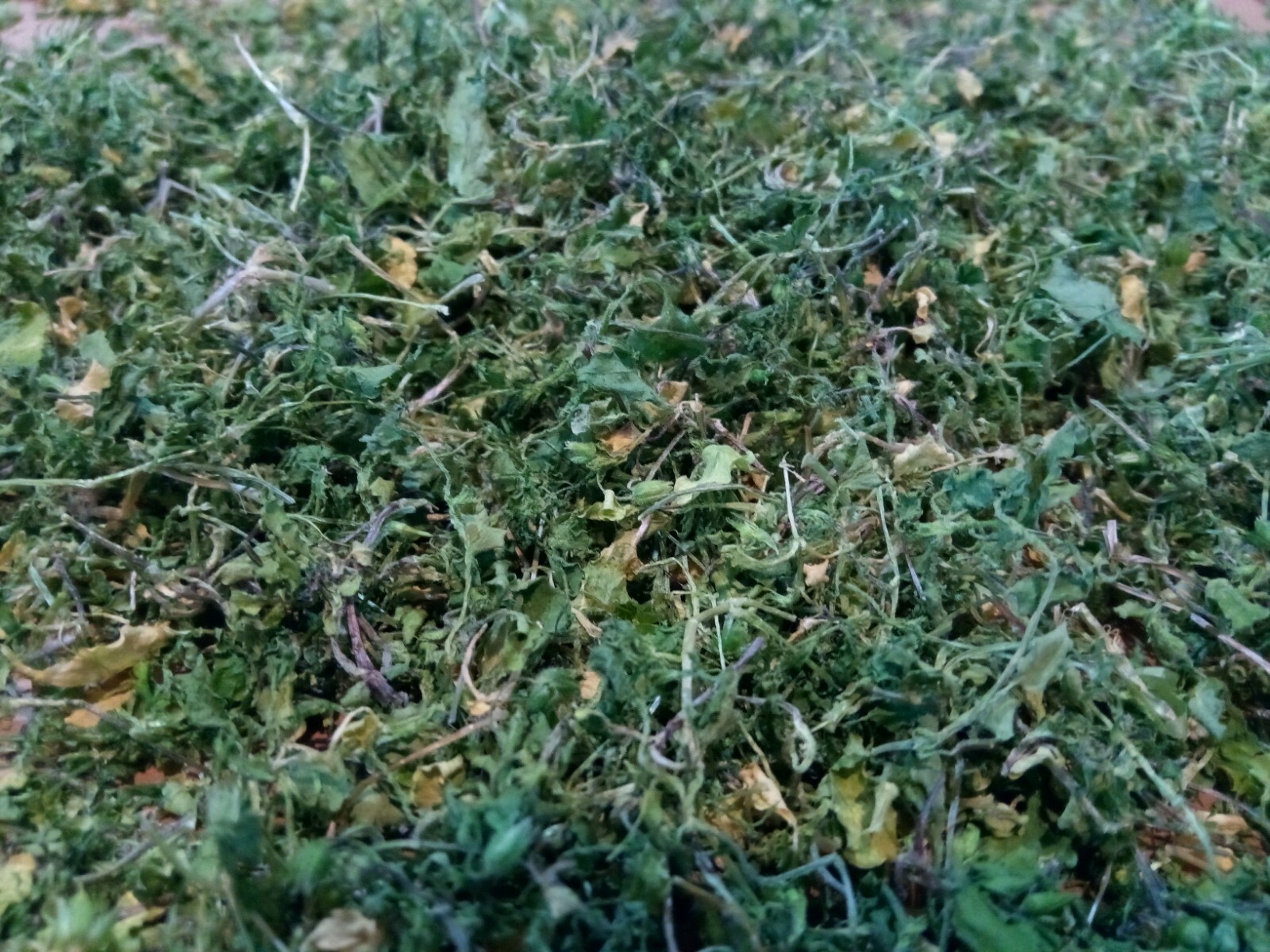 1 Cup Dried Common Chickweed For Tea or Salva.US grown.
