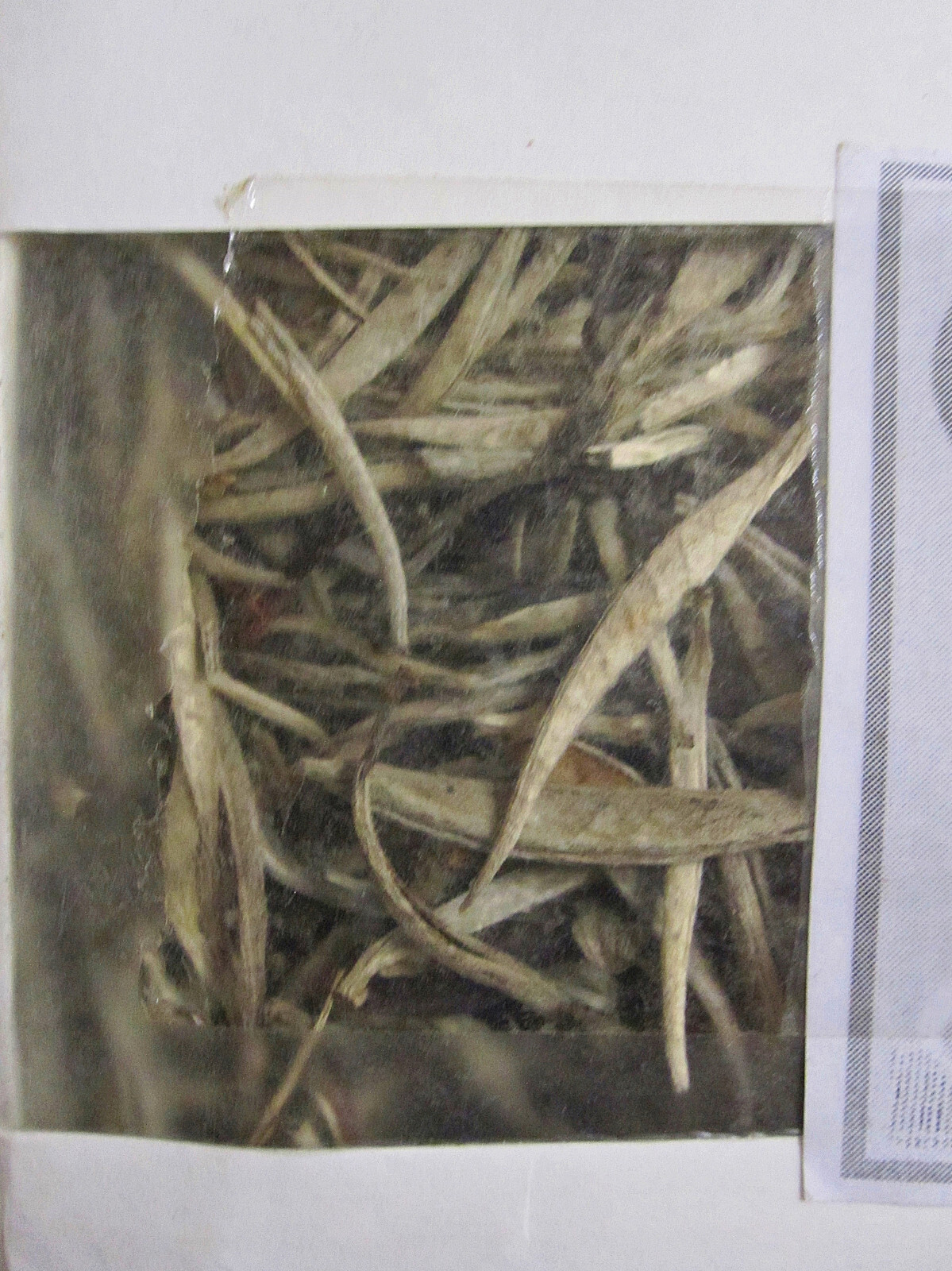 White Silver Needle Tea Loc Tan Cuong Thai Nguyen Vietnam Bạch Kim 500 Grams