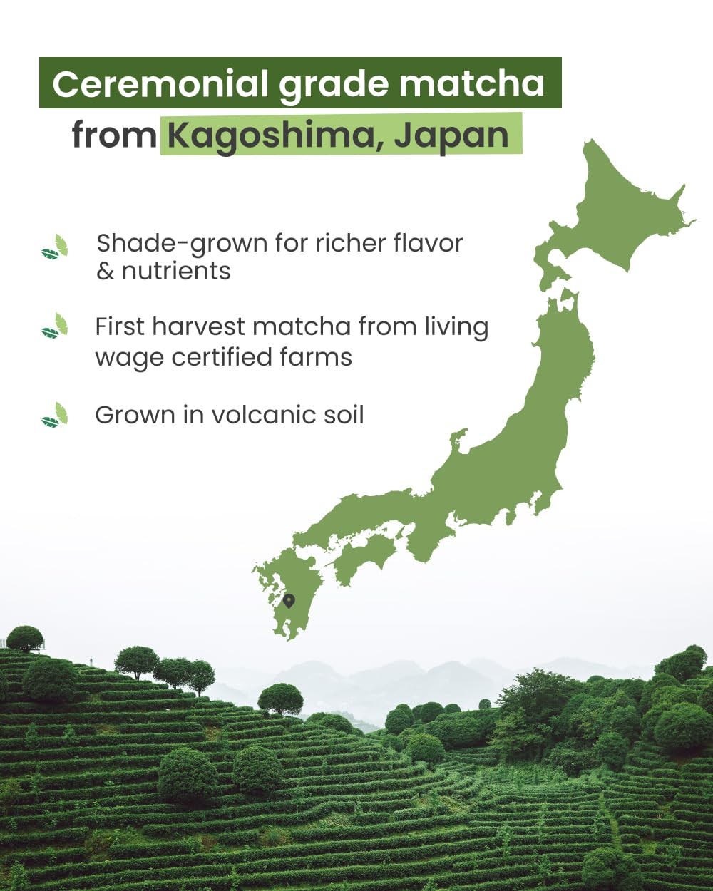 Matcha Green Tea Powder | Regular 50g Jars [Packs Of 2] | Ceremonial Grade Fr…