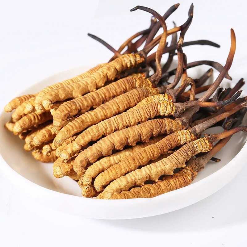 Organic Cordyceps Militaris 50g – Dried Caterpillar Fungus Mushroom