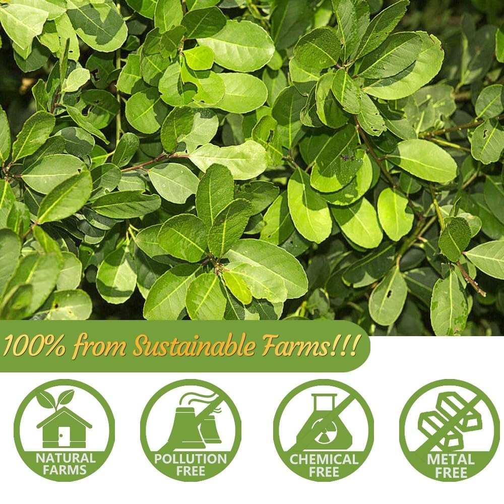Yerba Mate Tea (60 Premium Bags)-100% pure natural yerba tea leaves