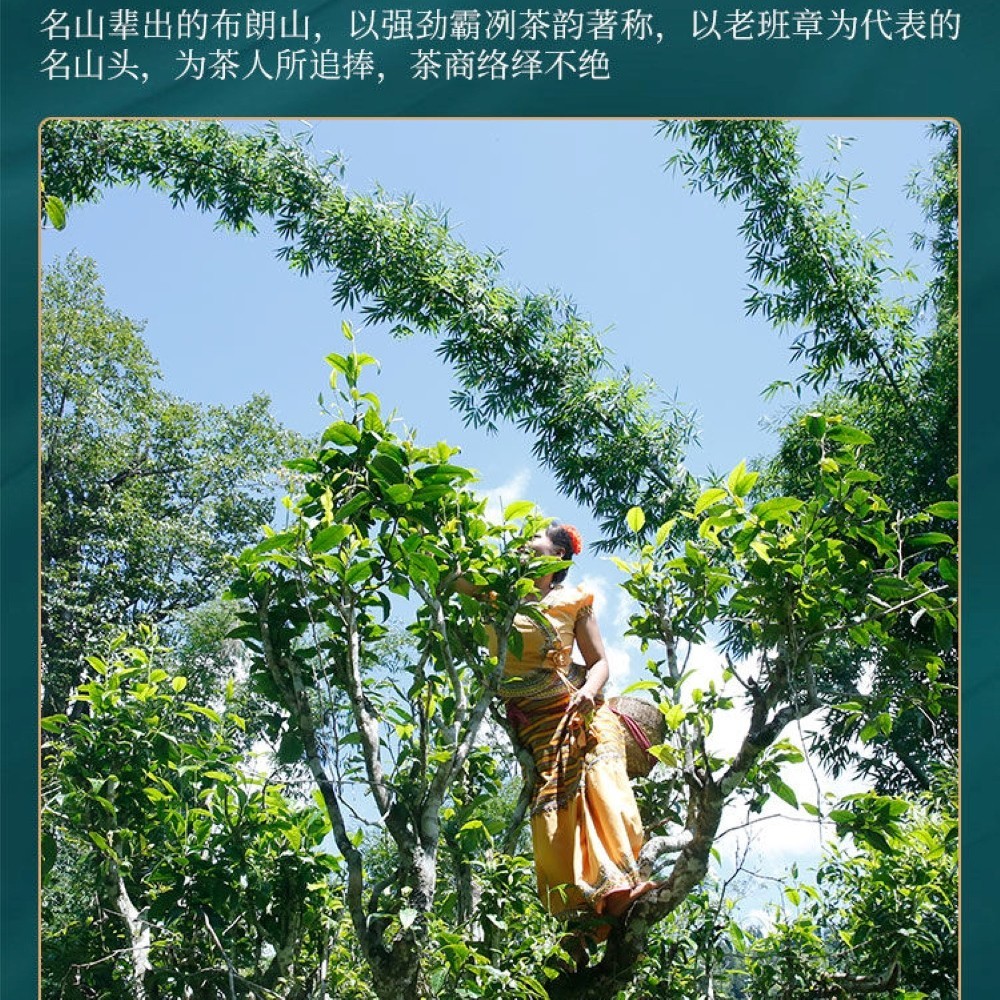 Pu-Erh tea 2022 Xinmane old tree 357g Raw