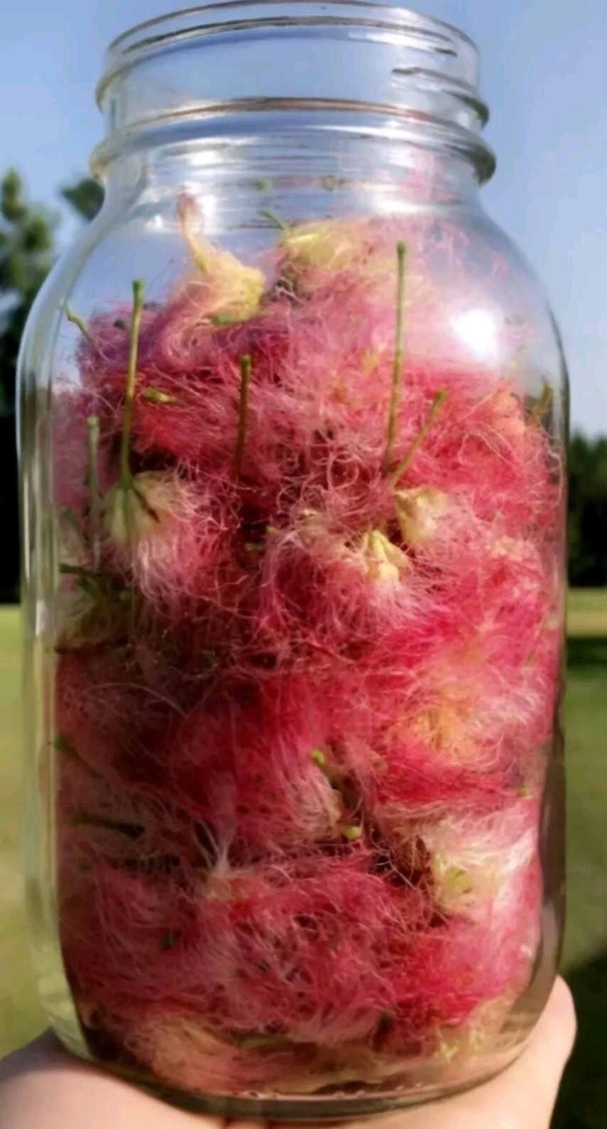 Albizia Julibrissin Mimosa Flower Dried Pink Blossoms Tea Herb Brew Organic