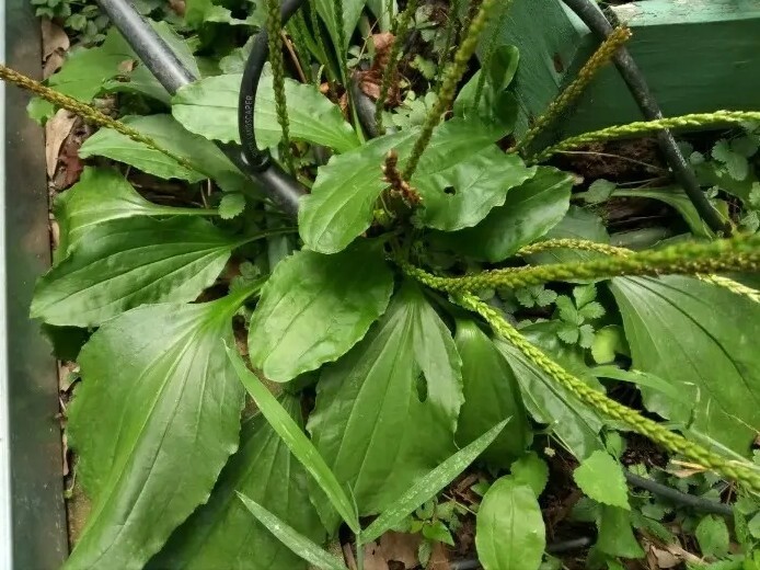 1 Cup Air Dried Broadleaf Plantain(whole plant); For Herbal Tea/Tincture/Salve.