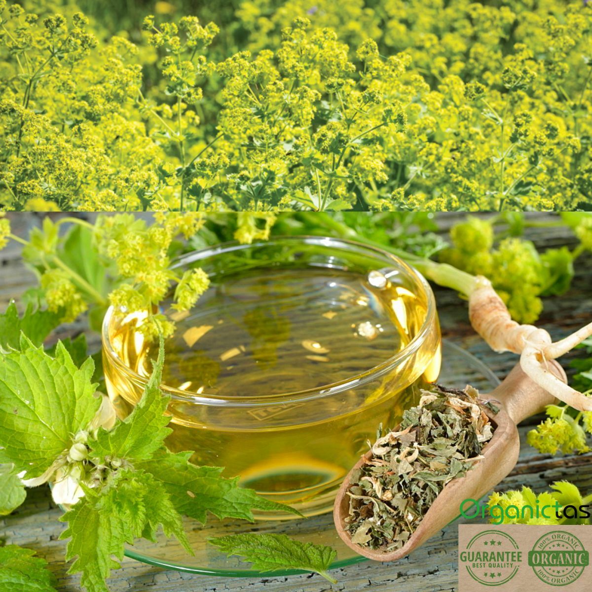 Organic LADY’S MANTLE Herb Tea Dried Alchemilla Vulgaris Wild Harvest 25 – 200g
