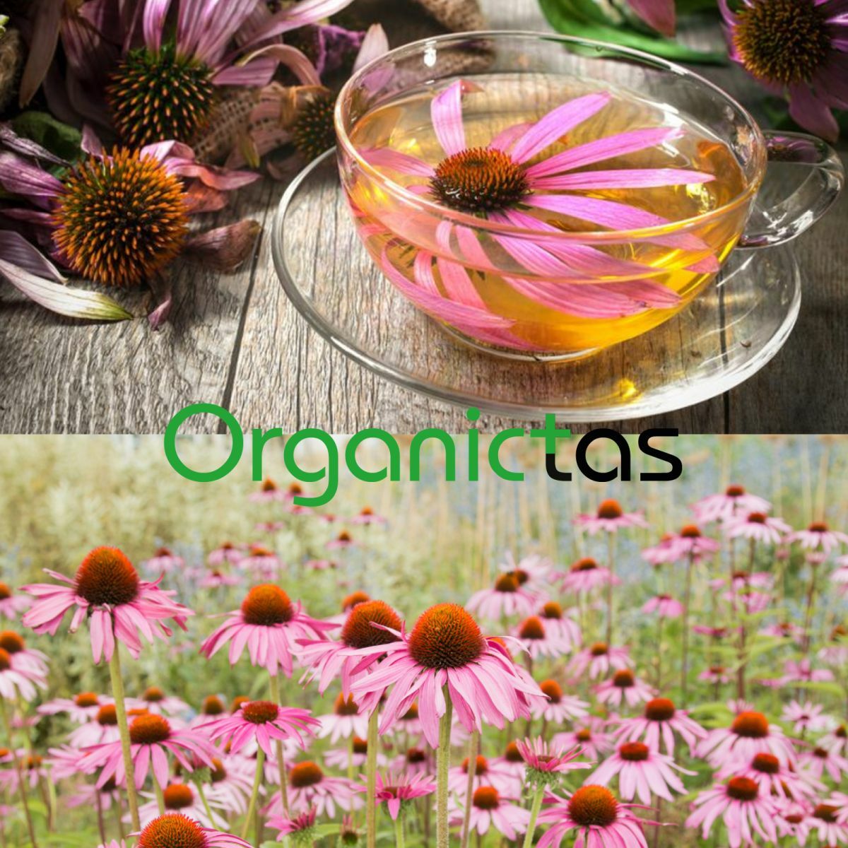 Organic Echinacea Loose Tea, 100% Pure Purple Coneflower (Echinacea purpurea)