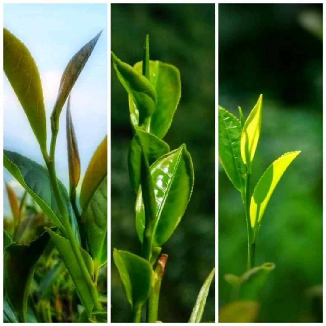 Premium Quality 100% Pure Ceylon Black Tea