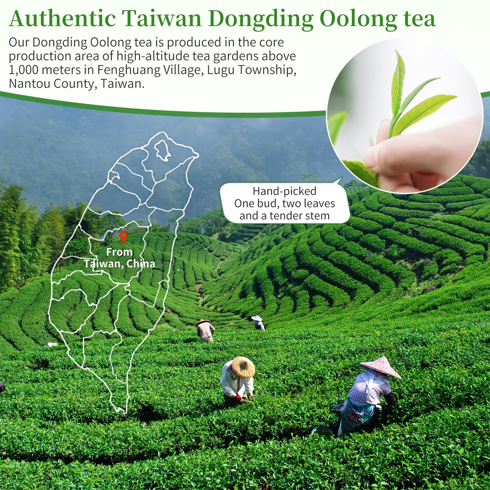 Dongding Oolong Tea Loose Leaf Taiwan Tea High Mountain Oolong Taiwan Dong Di…