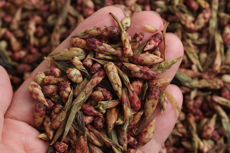 Red Que Zui YABAO Tea Pu-erh Tea Purple Buds Big Snowy Mountain Wild Tree 500g