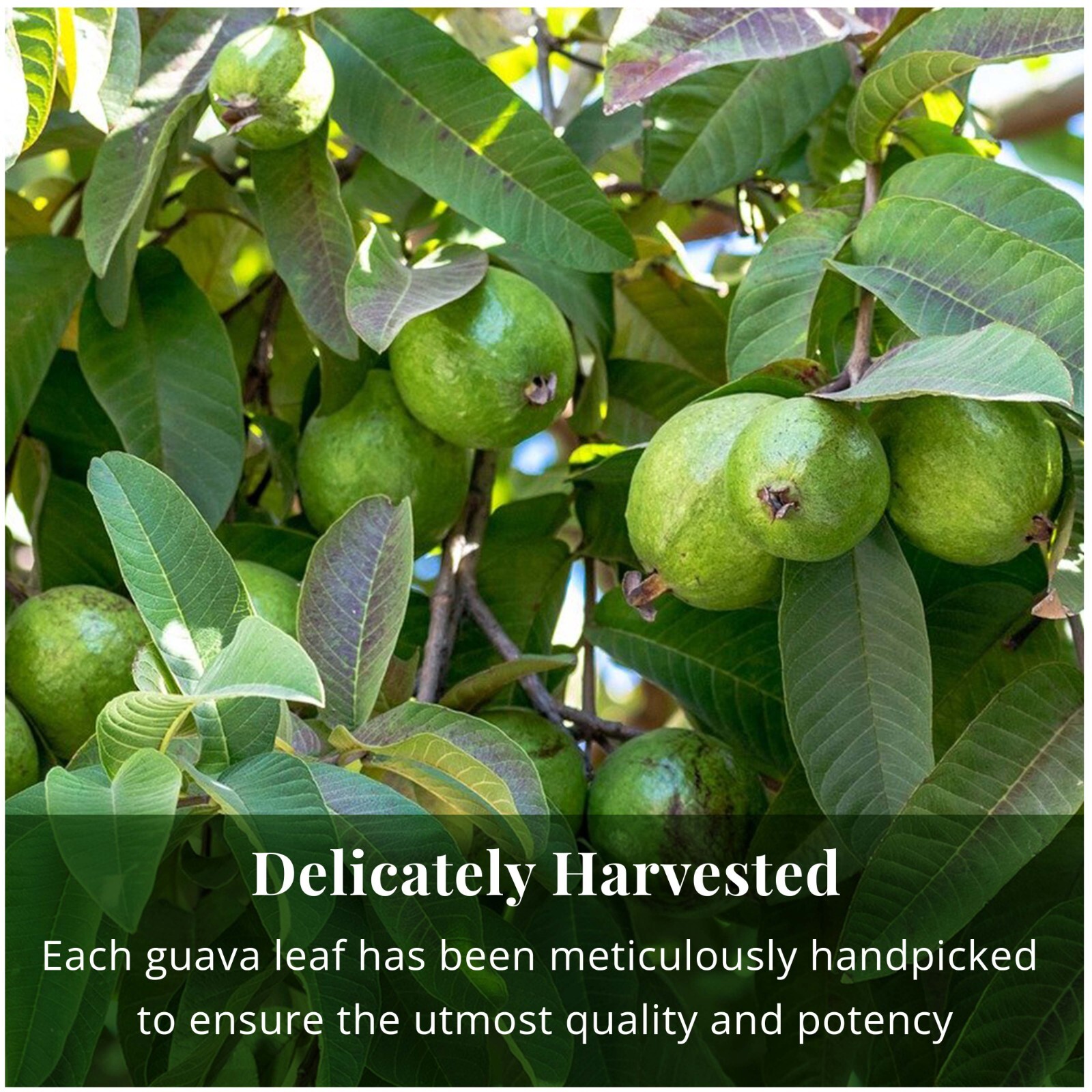 Guava Tea, 75 Bags, 100% Pure Guava Leaf Tea, Te Hojas De Guayaba, Caffeine Free