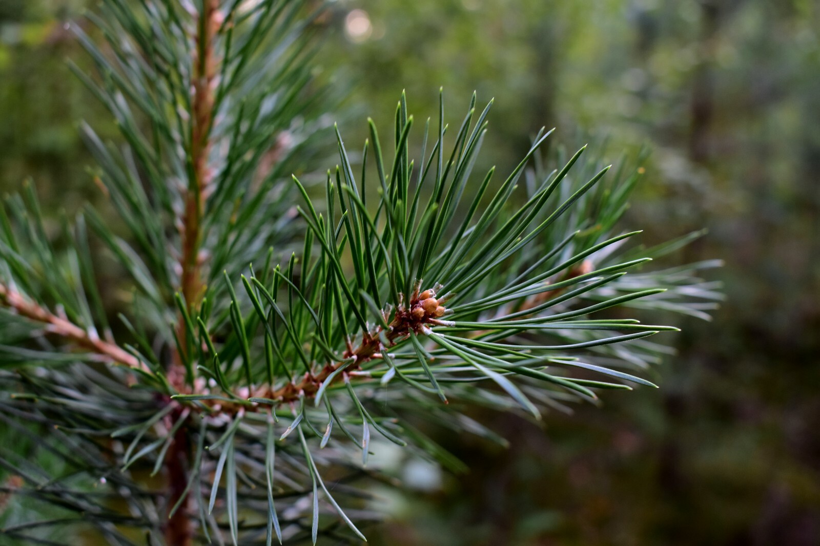 Fresh pine needles for tea 200 G / 7 OZ, Vitamin C, A, B, E, K, suramin, organic