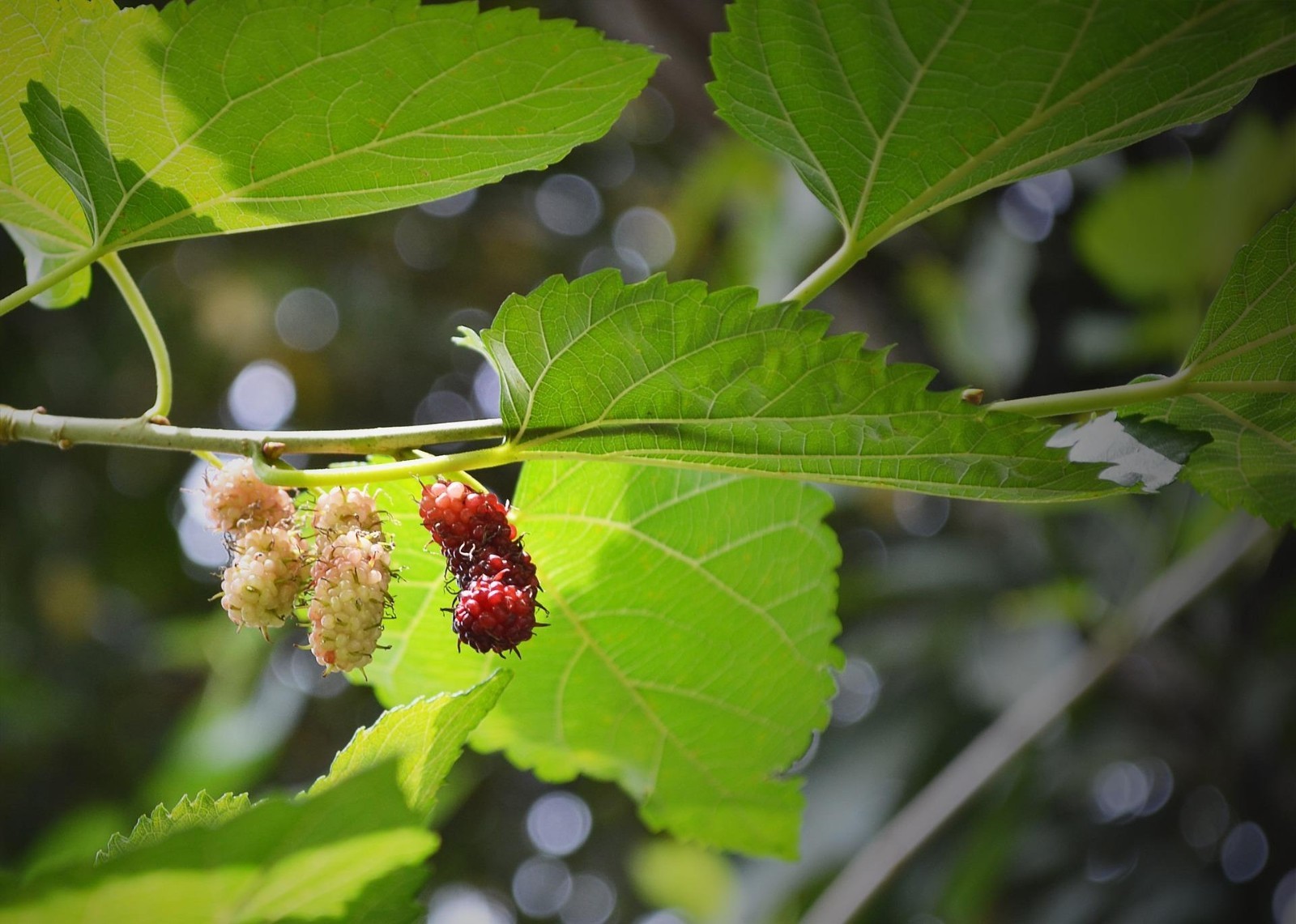 Peak Season Hand Picked Fresh on our All Natural Farm Dried Mulberry Leaves
