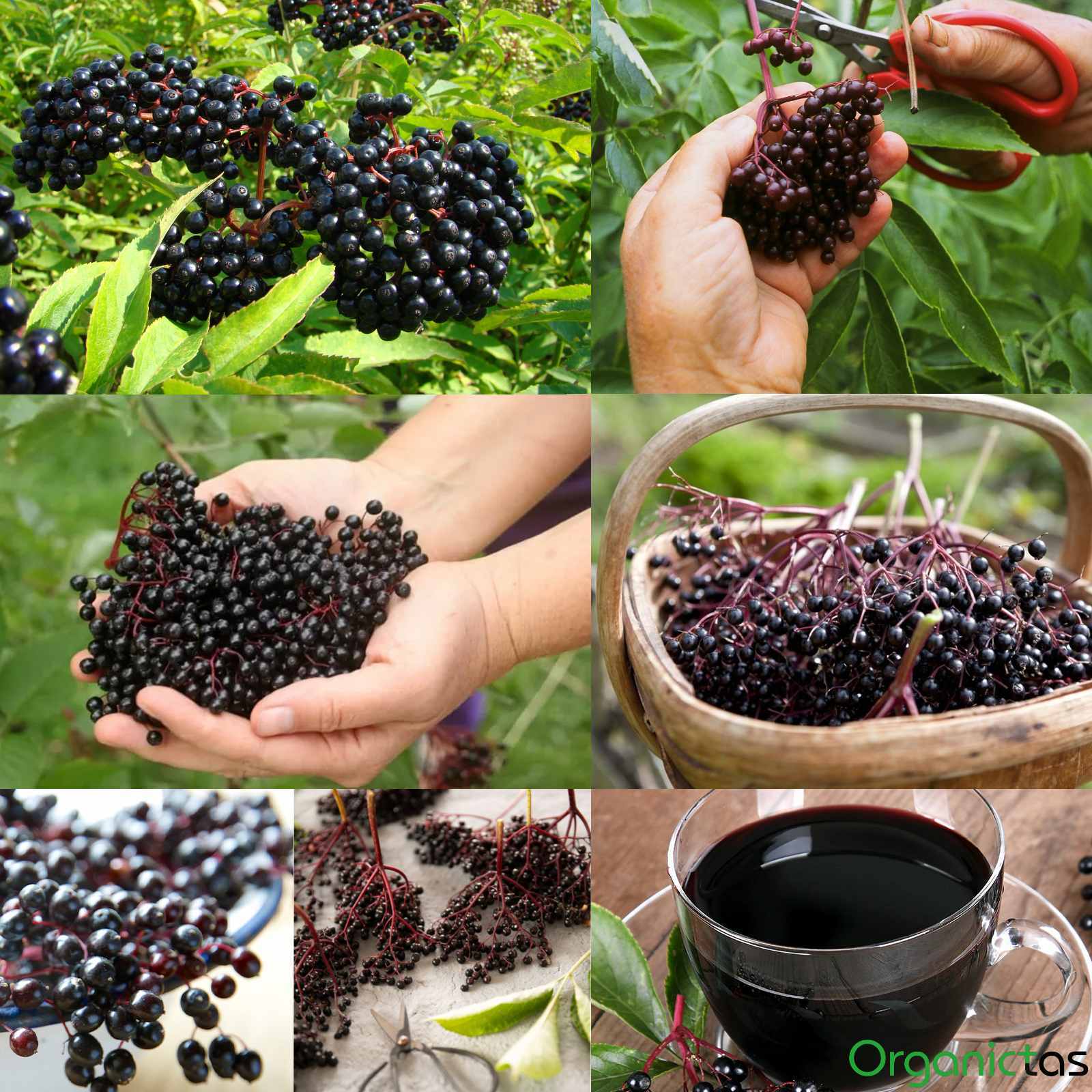 Elder Berry’s Organic Tea – Sambucus Nigra Dried Elderberries Natural Tea