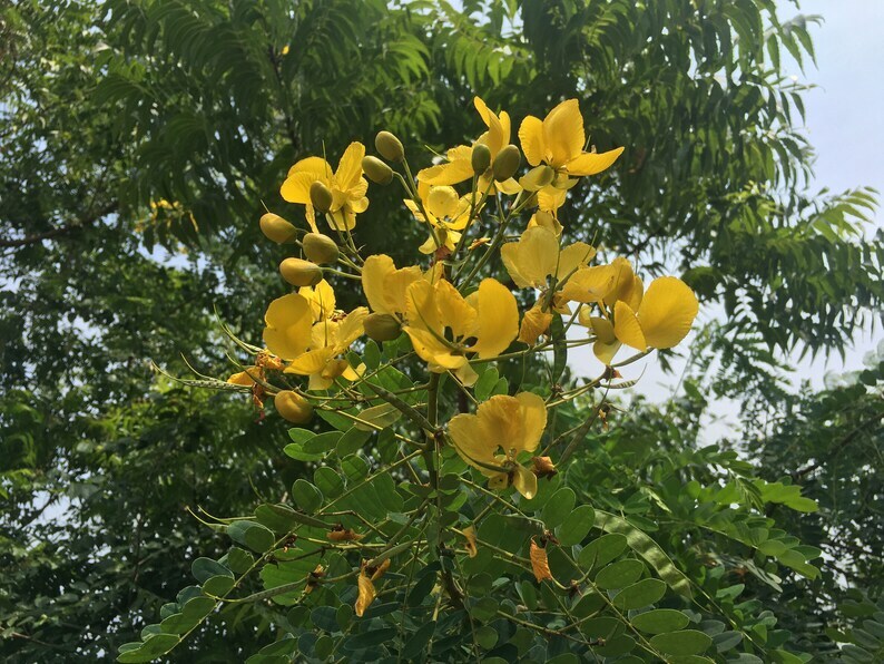 Ceylon Ranawara Flowers Sun Dried Natural Herbal Drink New 100g