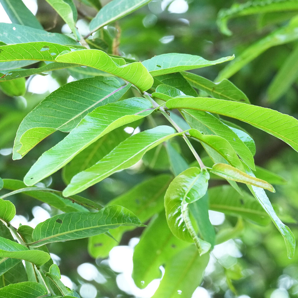 Terminalia Arjuna Dried Leaves Ceylon Organic Herbal Natural Tea Blend