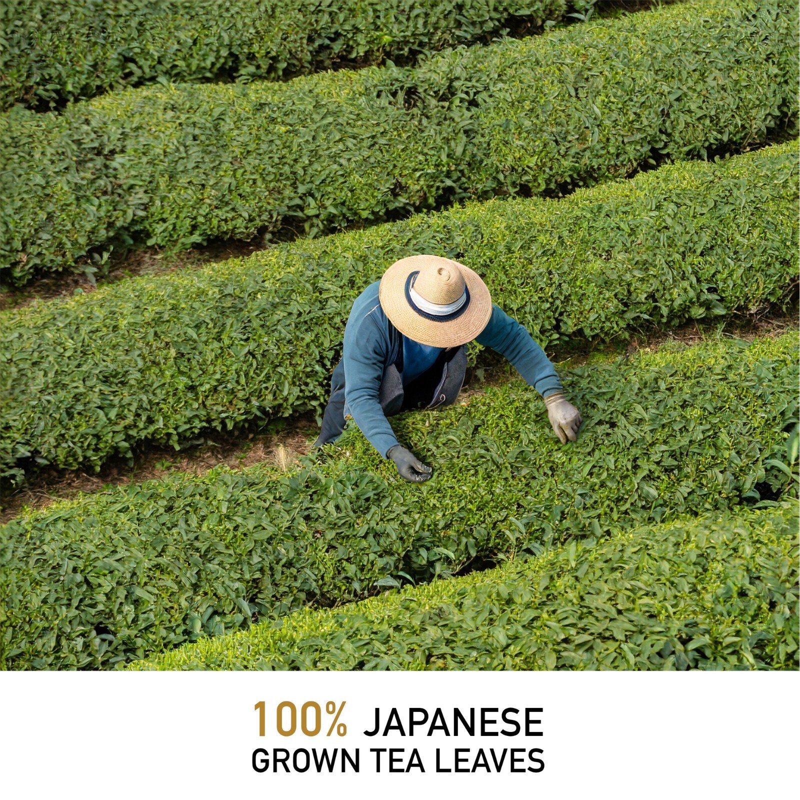 Leafmessage Tea – Premium Hojicha Loose Leaf Artisan Tea 上等焙茶 ほうじちゃ 100g